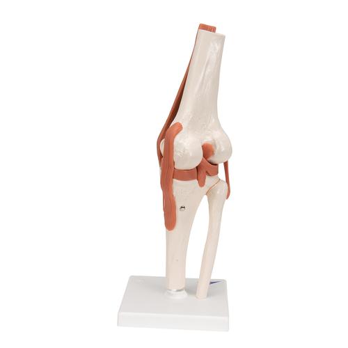 Anatomical Teaching Models - Plastic Human Joint Models - Functional ...