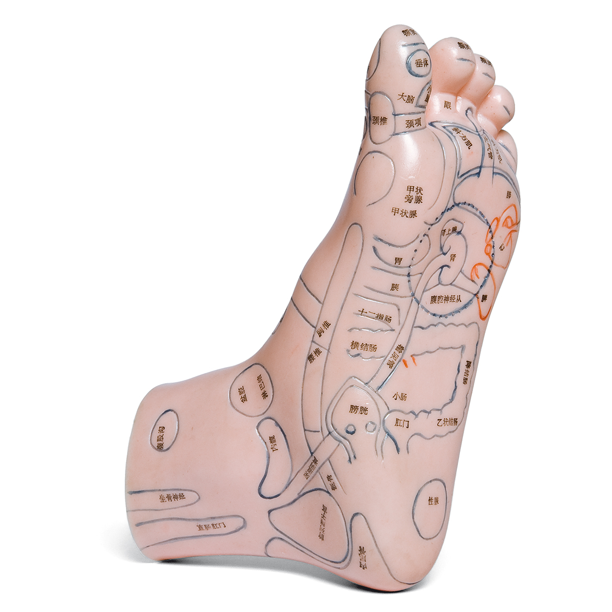 Acupuncture model of the foot - 1004931 - 3B Scientific - W14308 ...