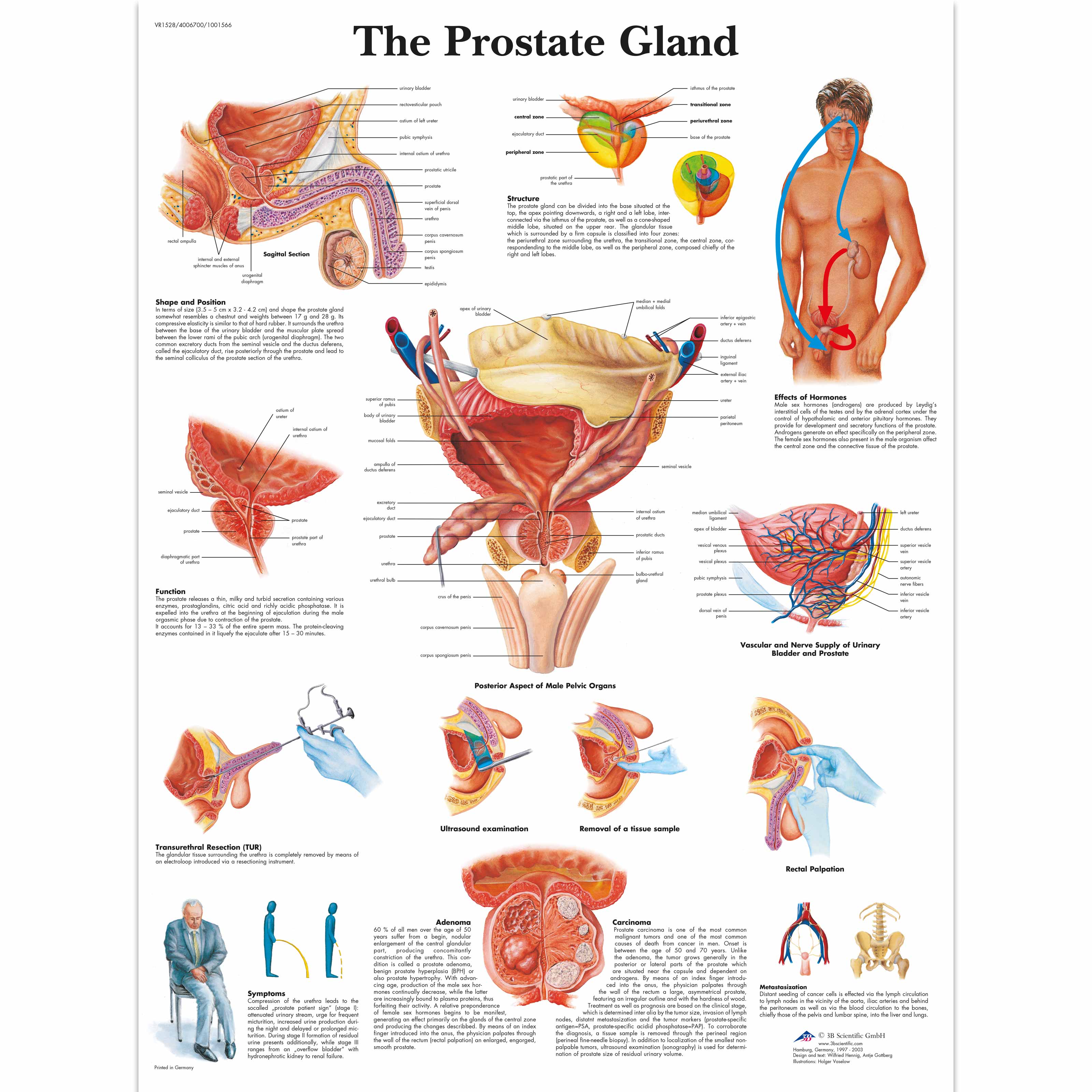 anatomical-charts-and-posters-health-education-charts-men-s-health